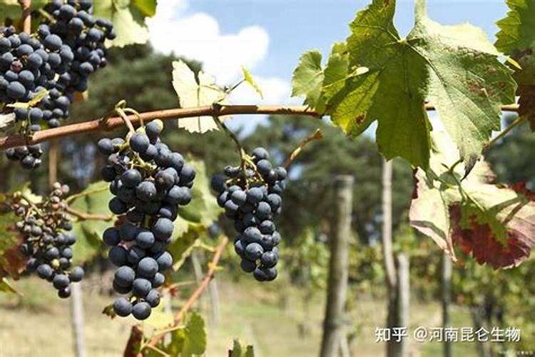 葡萄挂果期施什么肥料好？葡萄结果期冲施什么肥料好？