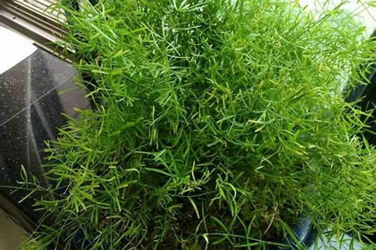 请各位高人帮俺看看这是什么植物？