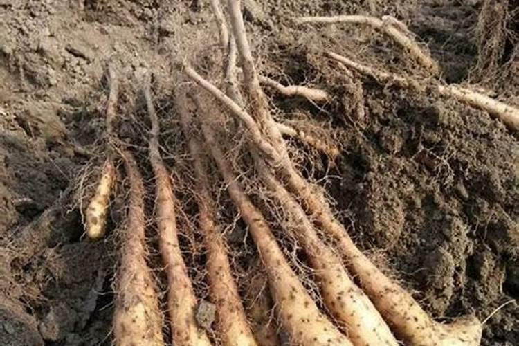 山药的根为什么是疏疏朗朗的