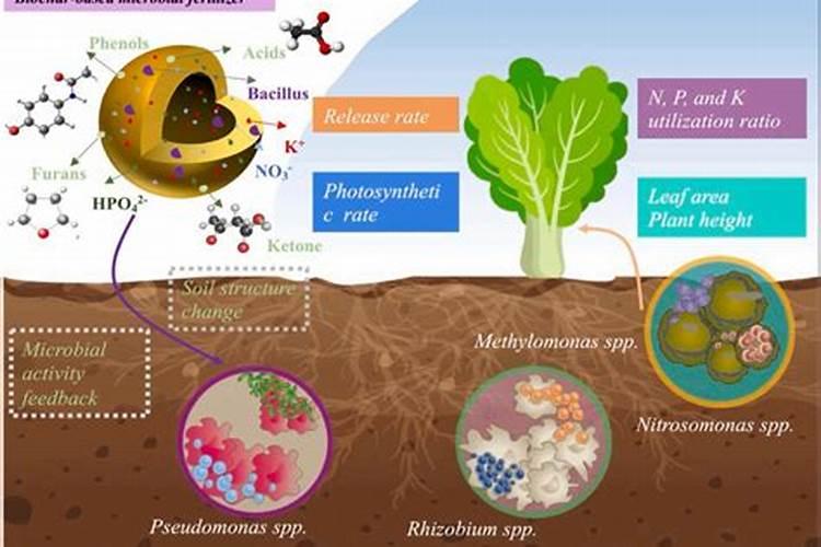 微生物肥料对魔芋的影响