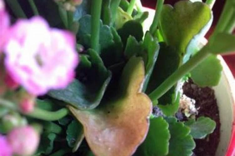 长寿花叶子又薄又黄,叶子还发软是怎么回事？