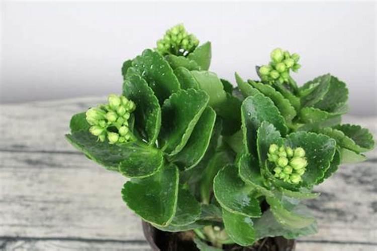 长寿花叶子软薄还能恢复吗