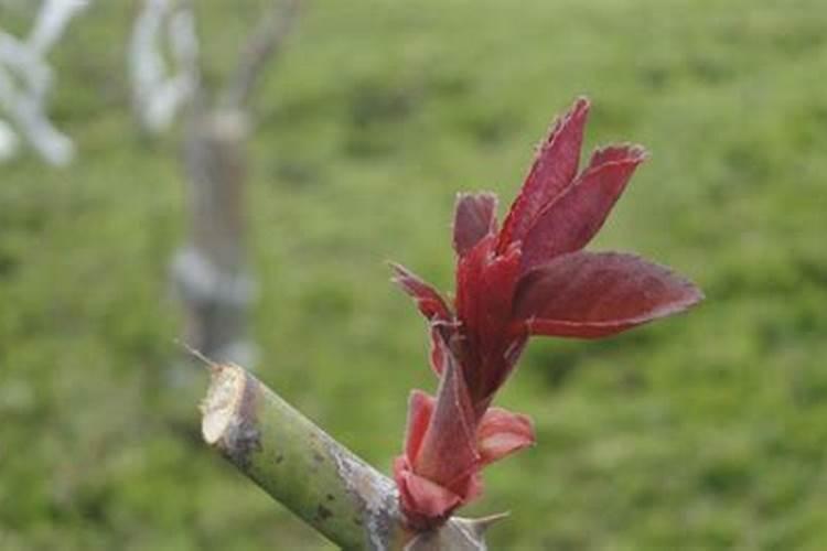 月季长出新芽多久用钾肥比较好？