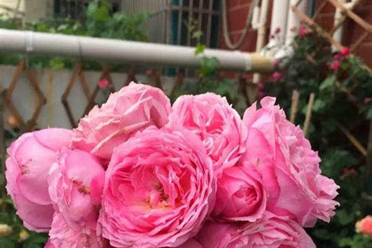 月季花多久施肥一次月季花施肥时间