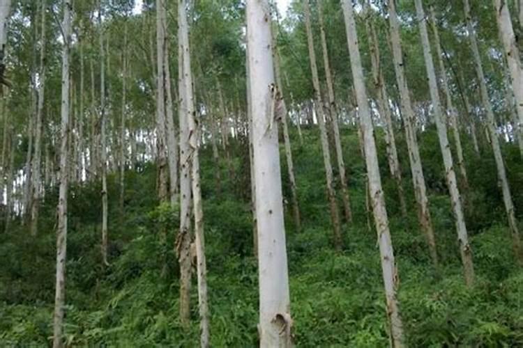 桉树施肥氮肥比例多少合适呢？