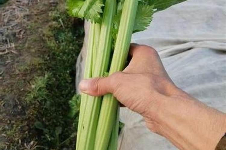 如何种植西芹？