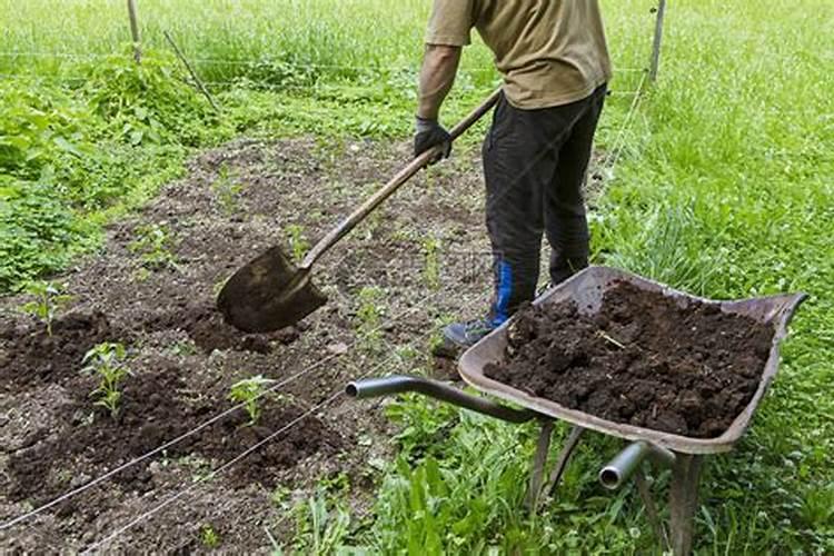 菜豆施肥用什么肥料