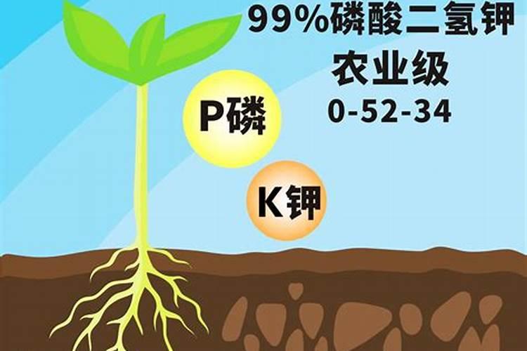 磷酸二氢钾能不能用来灌根,有什么需要注意的吗？