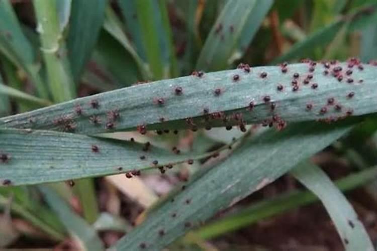 小麦红蜘蛛用什么药