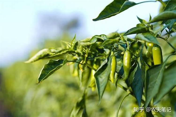 朝天辣椒大田种植进入盛果期如何水肥管理？