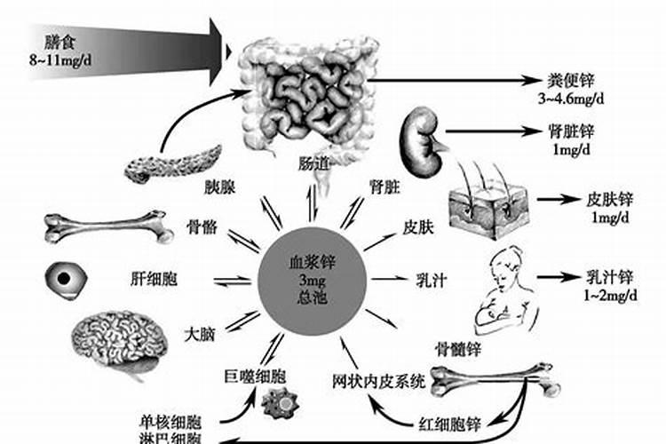 钾肥施多会影响锌的吸收吗为什么？