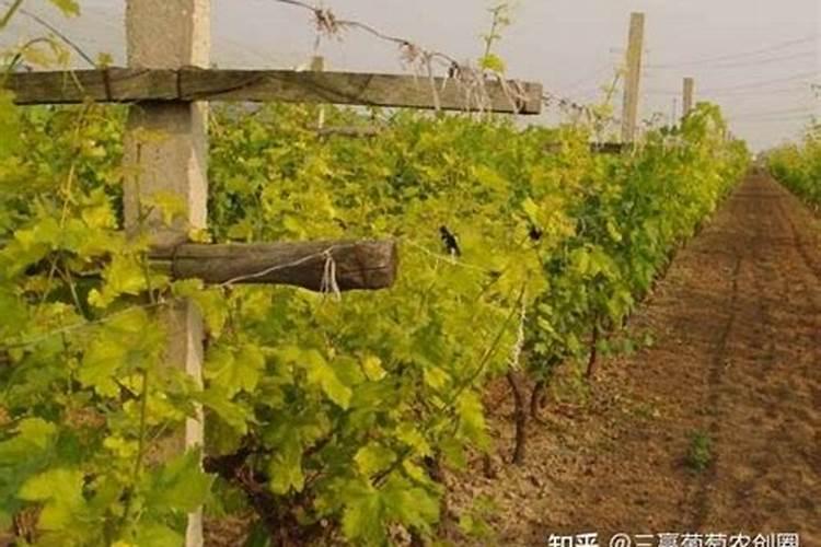 葡萄树黄叶用啥肥料比较好？