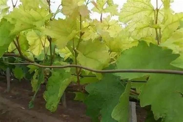 我家葡萄树叶片发黄的原因是什么？