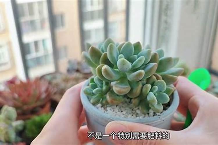 夏天需要给多肉施肥吗？