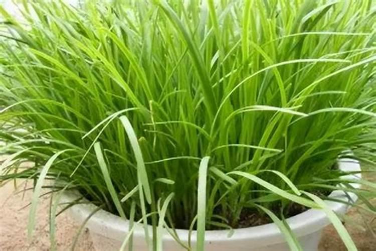 使用什么肥浇韭菜最好