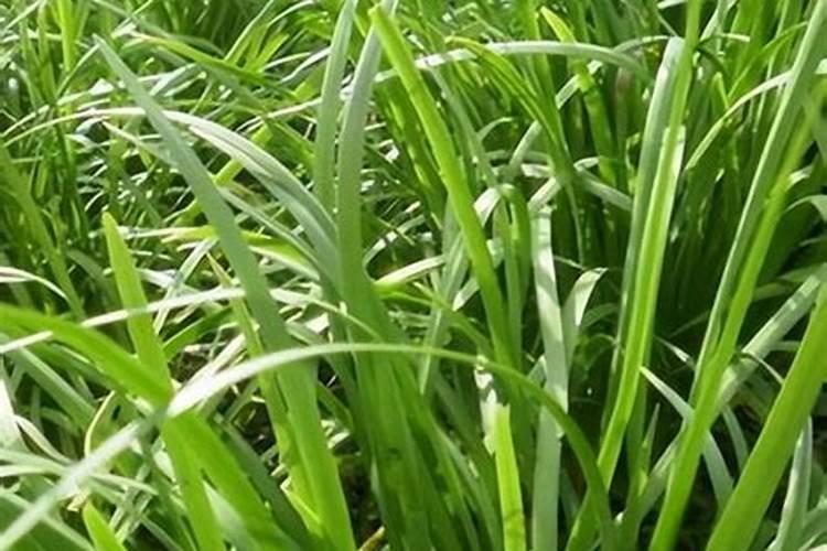 韭菜上什么化肥最旺