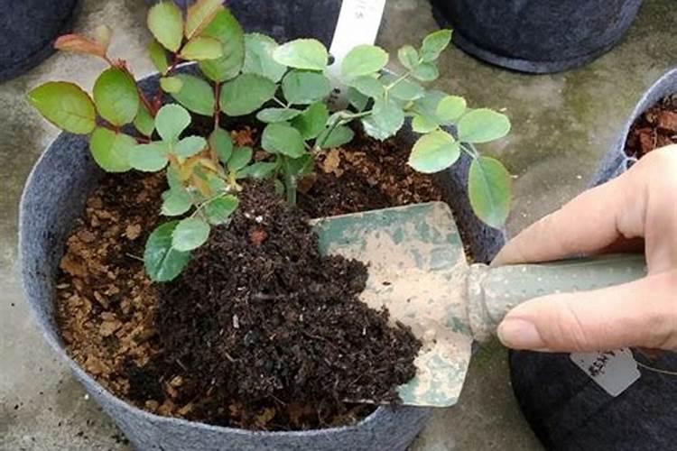 月季冬季怎么施底肥