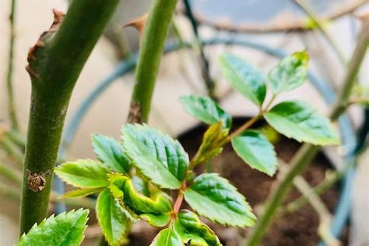 哪月季花用什么肥好