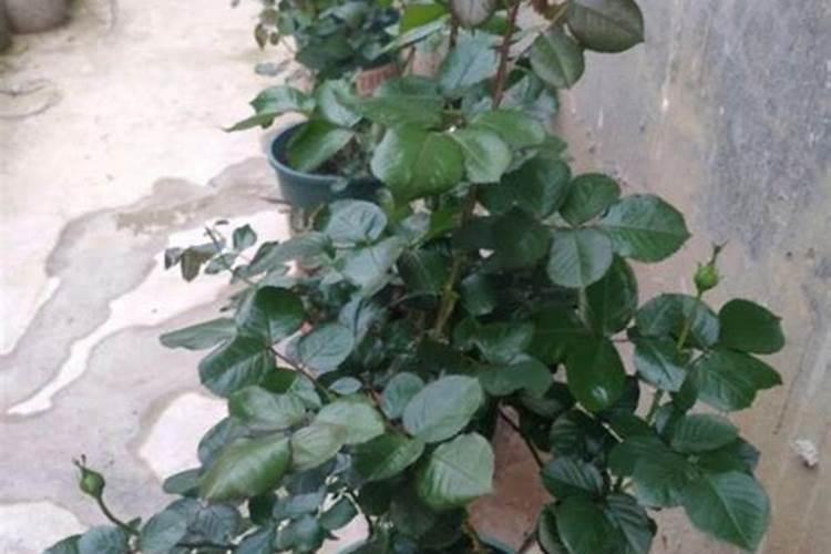 尿素可以浇月季花吗