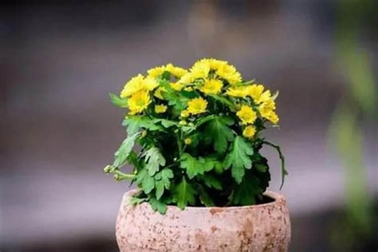 菊花带花苞需要叶面肥吗？