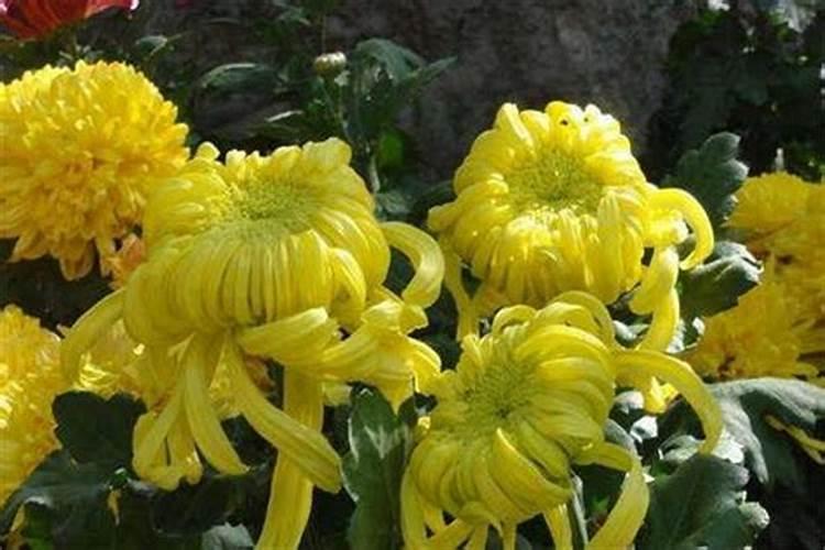 菊花有花苞的时候可以施肥吗