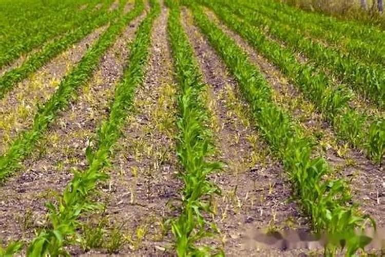 种玉米和肥料一起可以吗？