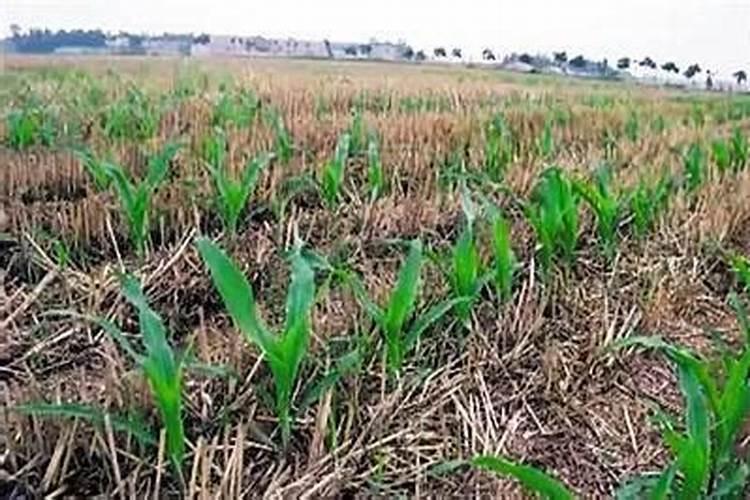 同时播种玉米和化肥时,两者保持多大距离合适？