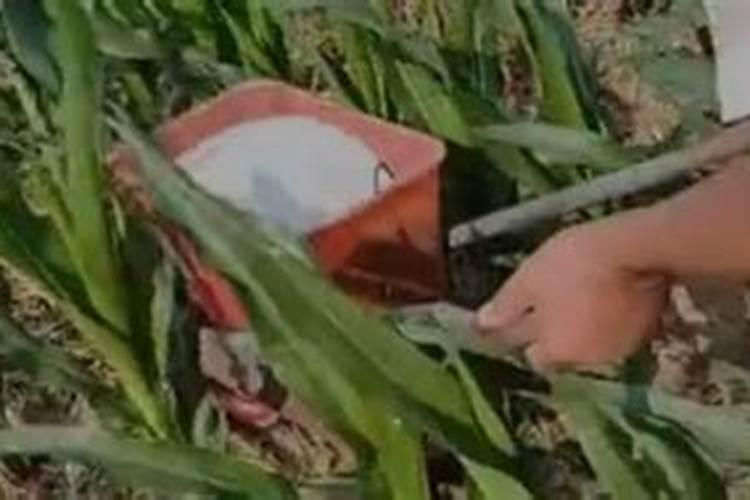 种玉米施肥方法