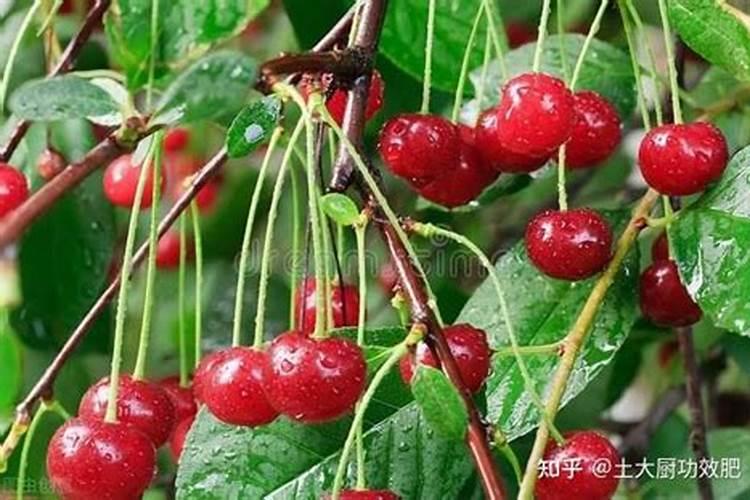 樱桃树施什么肥好