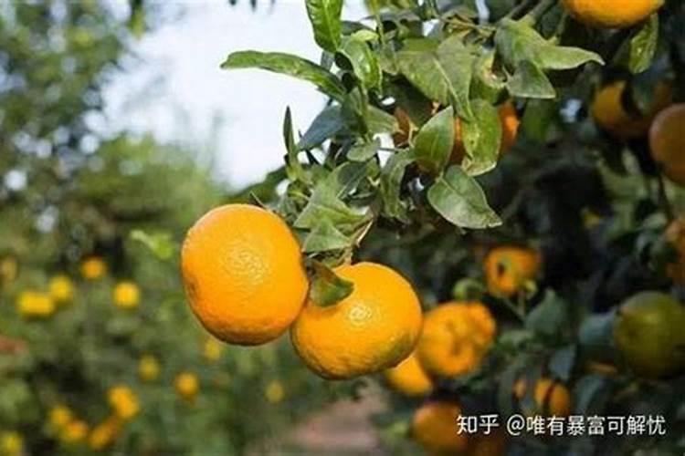 哪种含量的氮钾肥,膨果效果更好？