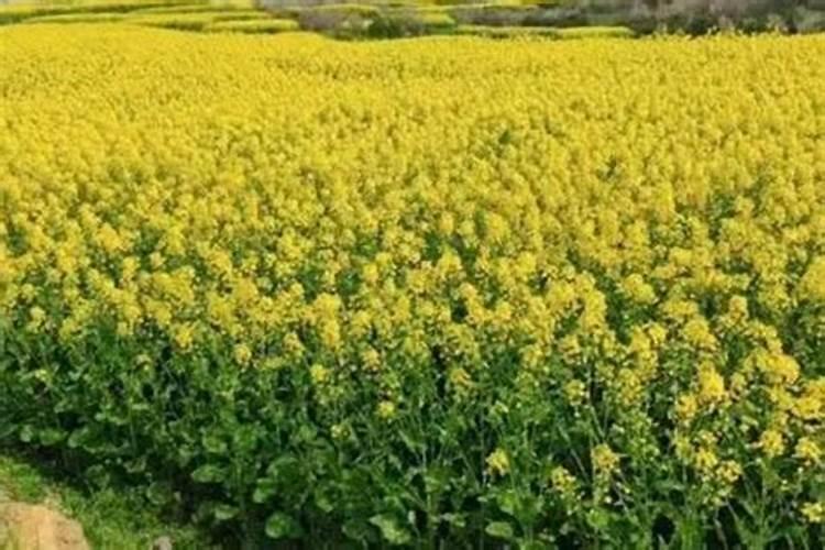 钾肥如何喷施油菜种子？