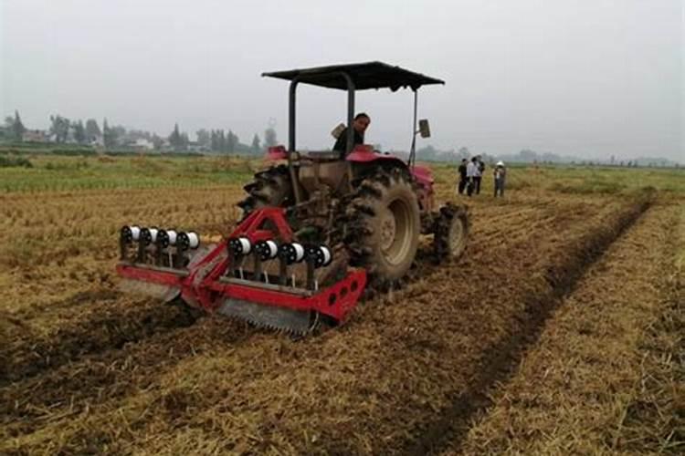 油菜籽和化肥一起播种