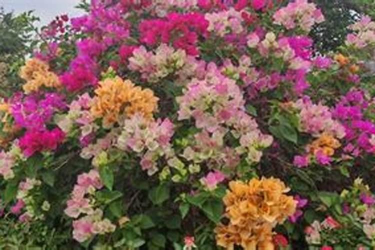 三角梅不开花时用什么肥料