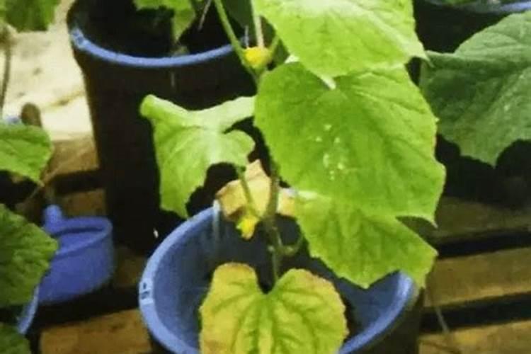 黄瓜用钾肥多了会怎样？