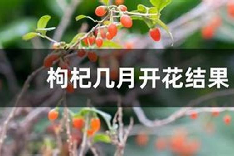 枸杞几月份开花结果
