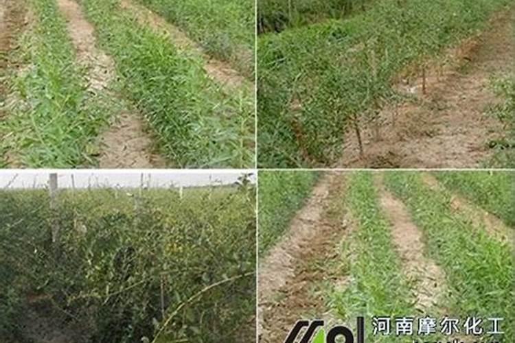 八月份枸杞子树施肥吗？