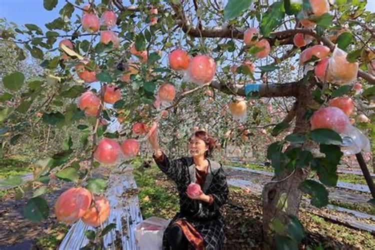 苹果采摘后上啥化肥好？
