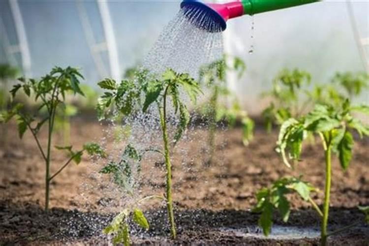 番茄钾肥什么时候浇水最好？