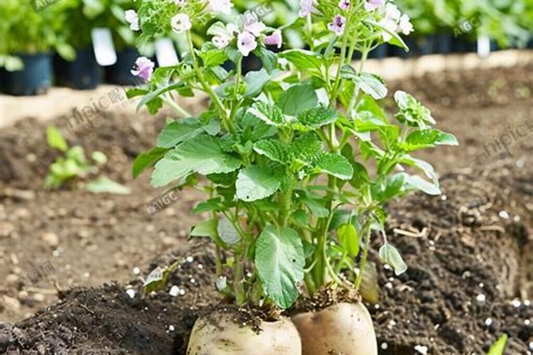 土豆开花能不能打叶面肥水？