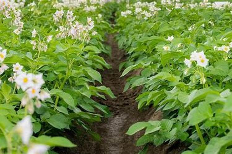 土豆开花后怎么处理