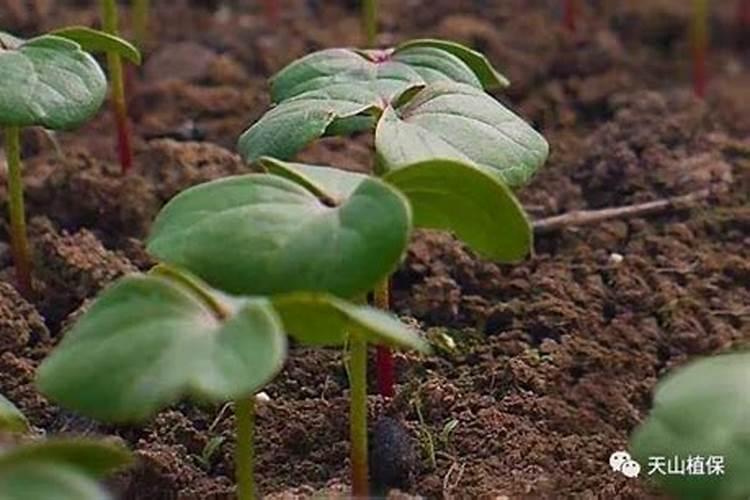 棉花苗期氮磷钾比例