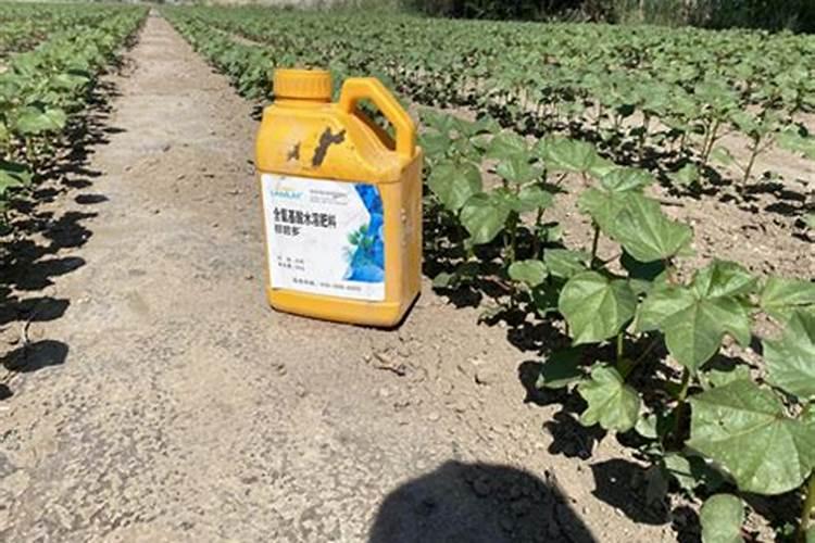 棉花后期需要什么肥料