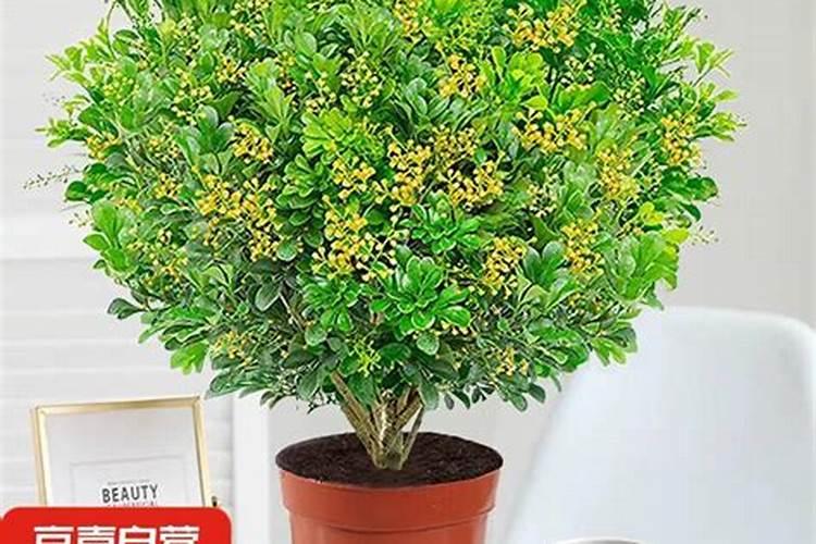 米兰施磷肥方法有哪些？