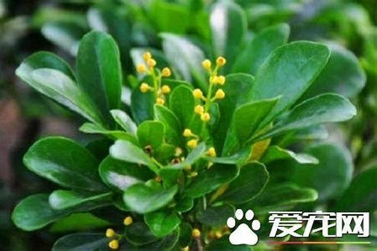 米兰花施什么肥 米兰花一般施稀薄的磷钾肥