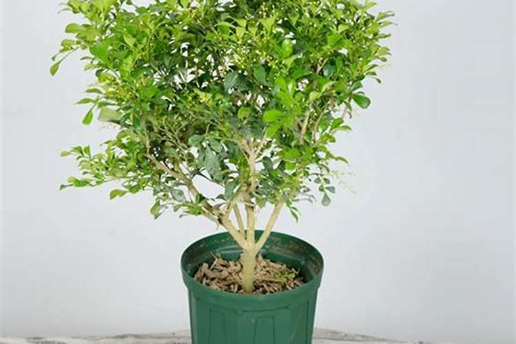 米兰施肥需施什么肥料,米兰施肥方法