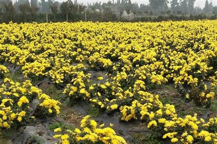 菊花追肥的三个时期