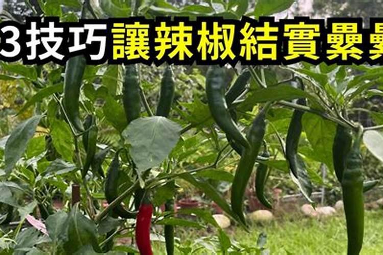 盆栽辣椒施肥方法