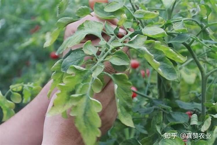 番茄病毒病需要什么药打好