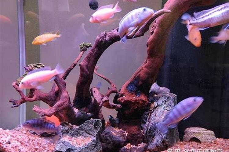 鱼蛋白怎么过滤出来