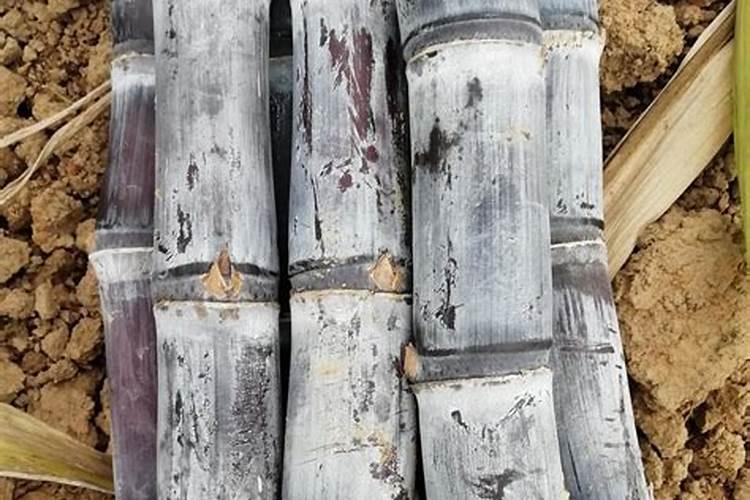 甘蔗后期施钾肥增甜吗为什么？